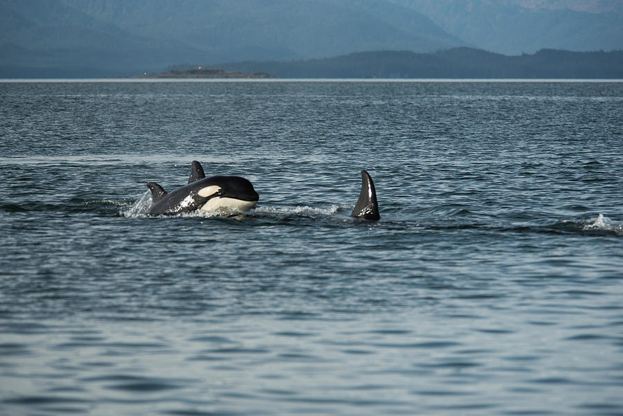 Orca Baby Photograph by David Kirby