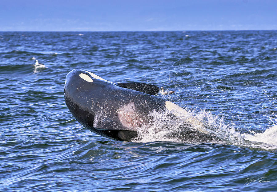 Orca Breach In Monterey Bay Photograph By Scott Eriksen Fine Art America