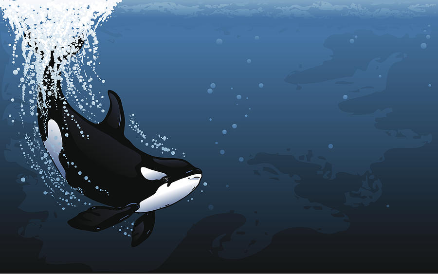 Orca Dive Widescreen Drawing by XonkArts