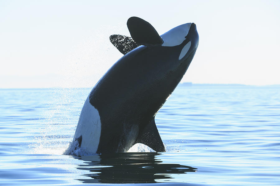 Orca encounter Photograph by Stuart Westmorland Orca encounter Photograph by Stuart Westmorland