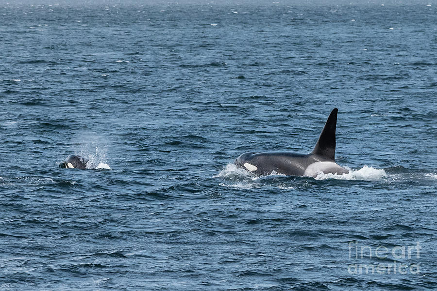 Spring Photograph - Orca Family Hunting in Puget Sound by Nancy Gleason