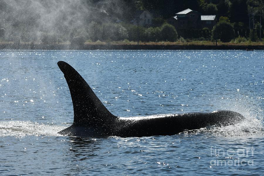 Orca in Olympia Photograph by Gayle Swigart
