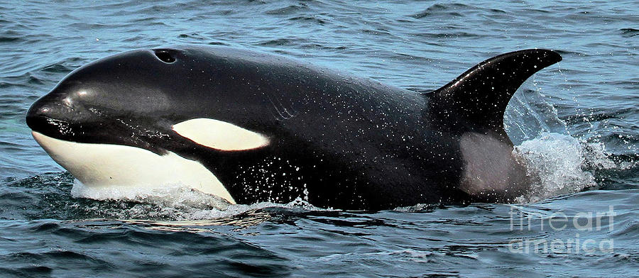 Whale Photograph - Orca / Killer Whale Monterey Bay 2012 by Monterey County Historical Society