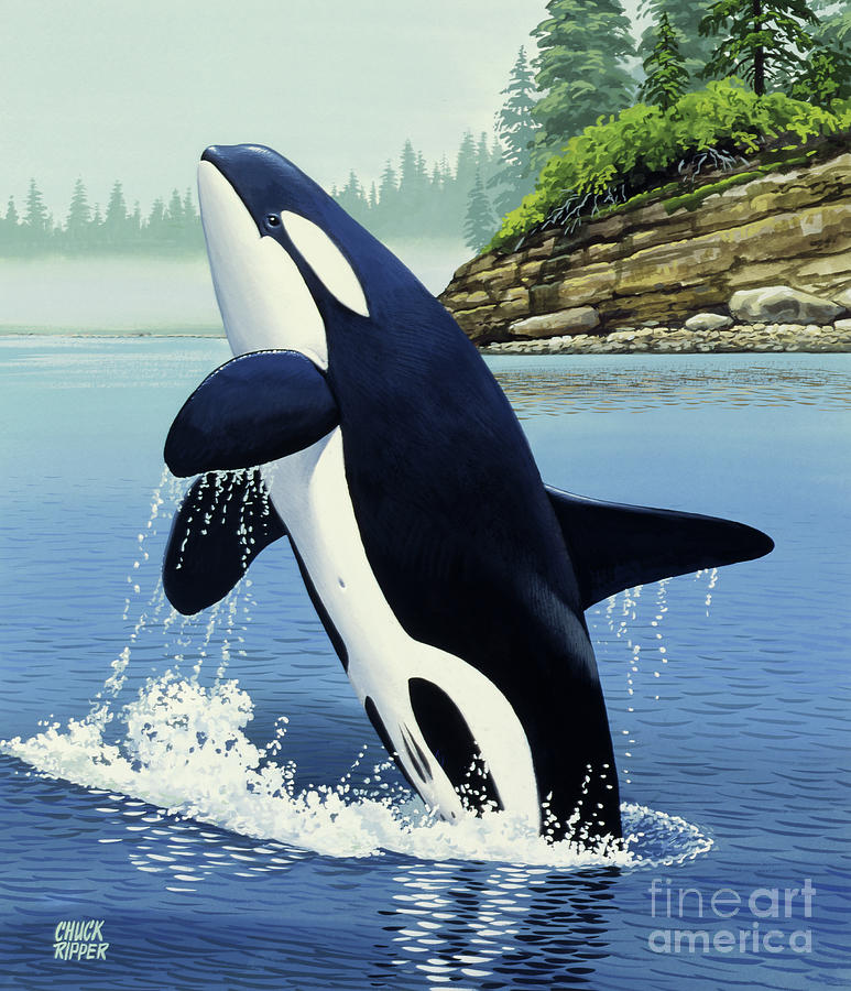 Orca - Killer Whale Painting by Chuck Ripper