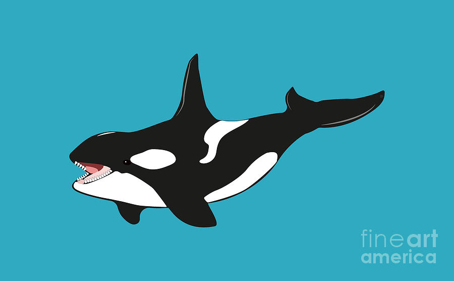 Orca Killer Whale Shirts Digital Art by David Millenheft