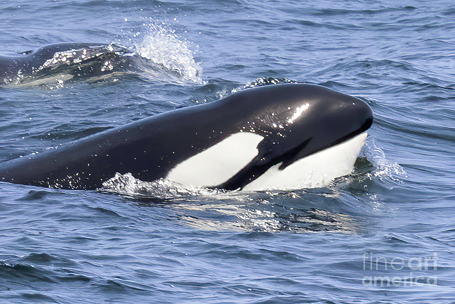 Orca Monterey Photograph by Loriannah Hespe