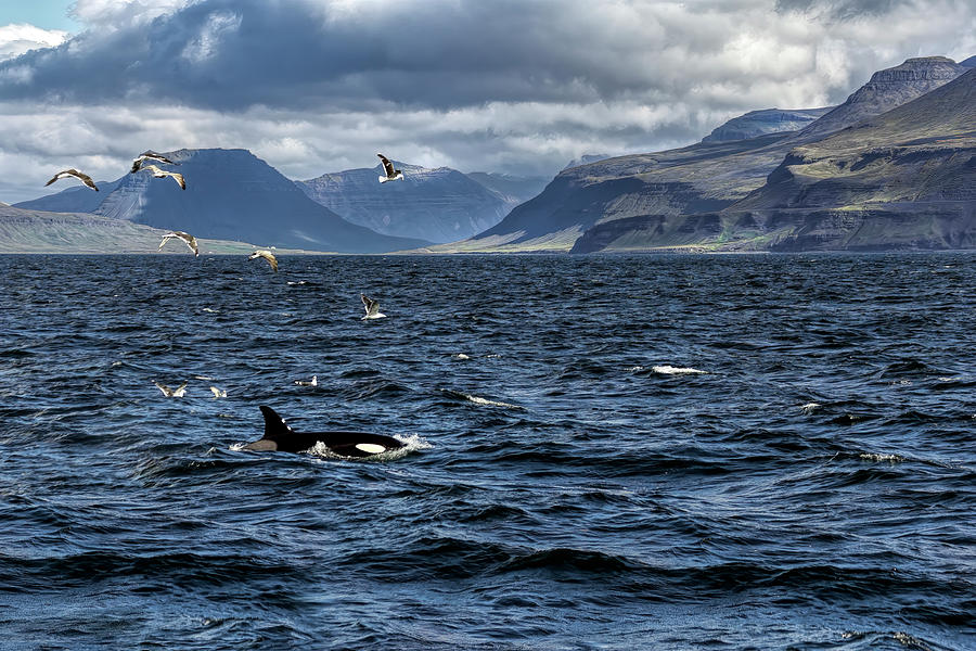 Orca Off Iceland Photograph by Francis Sullivan