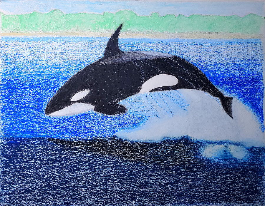 Orca Drawing by Pamela Tilden Fine Art America