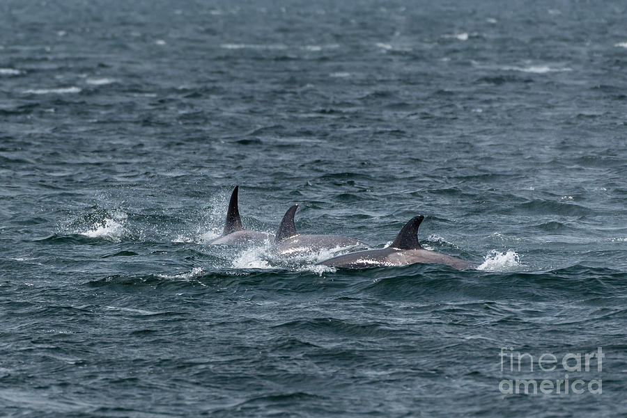Spring Photograph - Orca Pod Hunting in Puget Sound #2 by Nancy Gleason