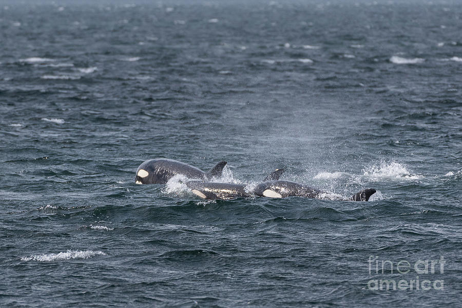 Spring Photograph - Orca Pod Hunting in Puget Sound by Nancy Gleason