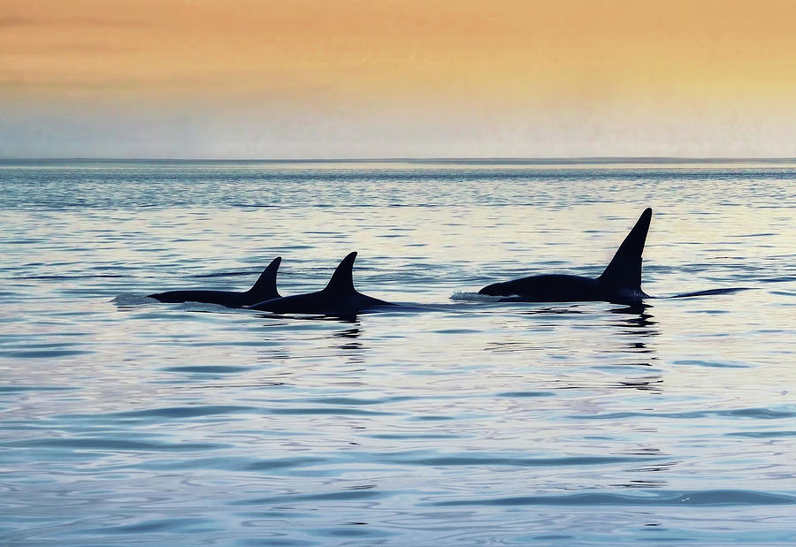 Orca Pod Photograph by Jim Hill