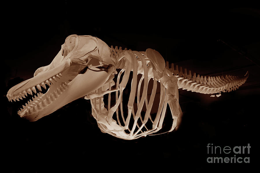 Alaska Photograph - Orca skeleton, Orcinus orca,  Killer Whale by Monterey County Historical Society