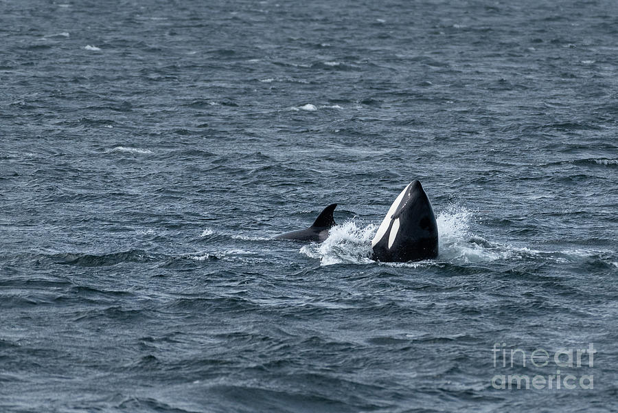 Spring Photograph - Orca Spyhopping with Friend #2 by Nancy Gleason