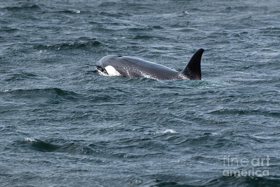 Spring Photograph - Orca Surfacing in Puget Sound #4 by Nancy Gleason