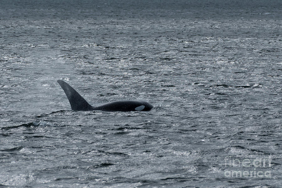 Orca Surfacing in Puget Sound Photograph by Nancy Gleason