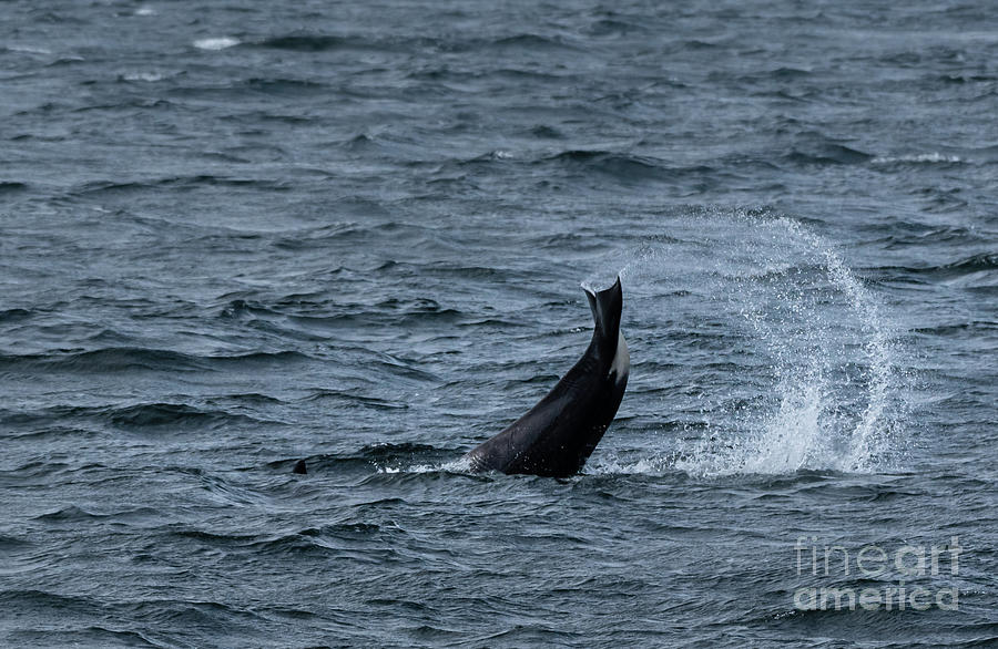 Spring Photograph - Orca Tail Flip by Nancy Gleason