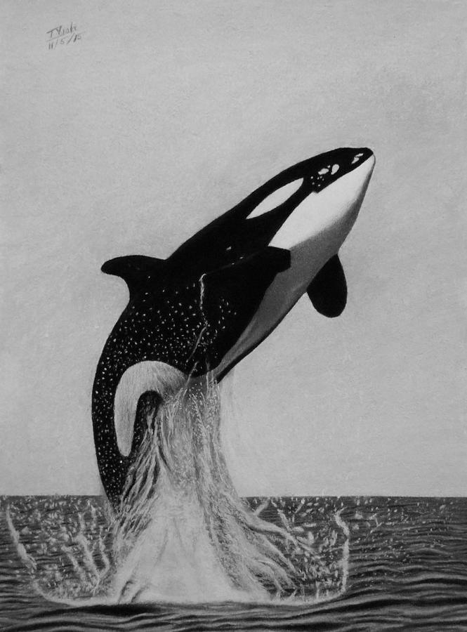 Wildlife Drawing - Orca - the joy of freedom by Vishvesh Tadsare
