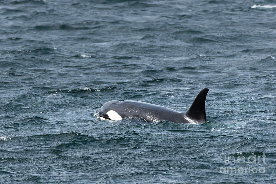 Spring Photograph - Orca Visits Puget Sound by Nancy Gleason