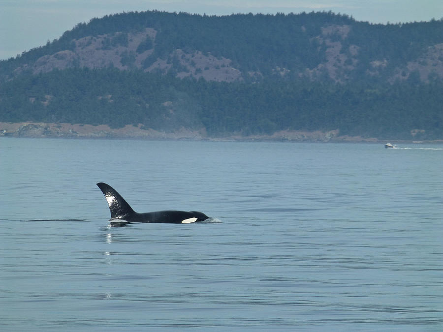 Orca Whale in Deception Pass Photograph by Amelia Racca