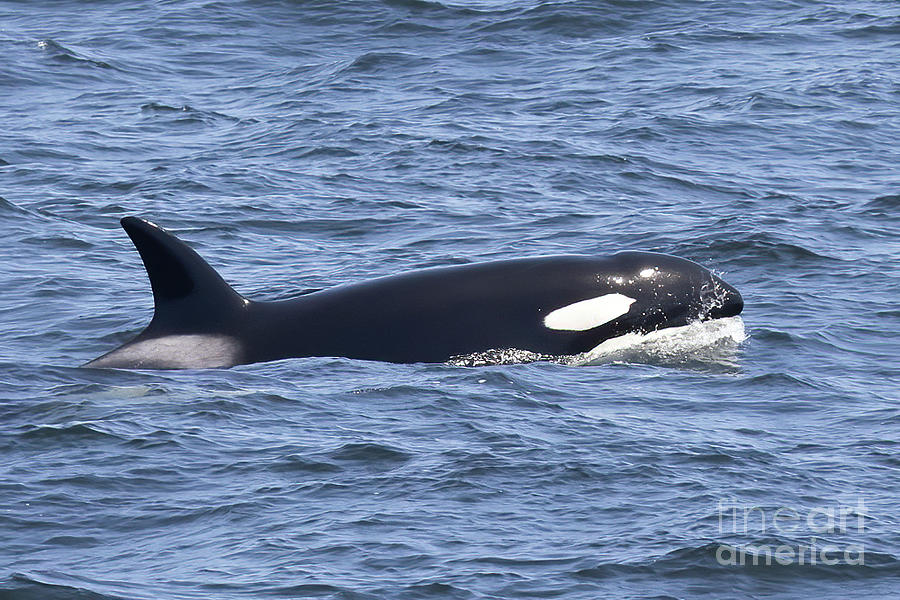 Orca Whale Photograph by Loriannah Hespe