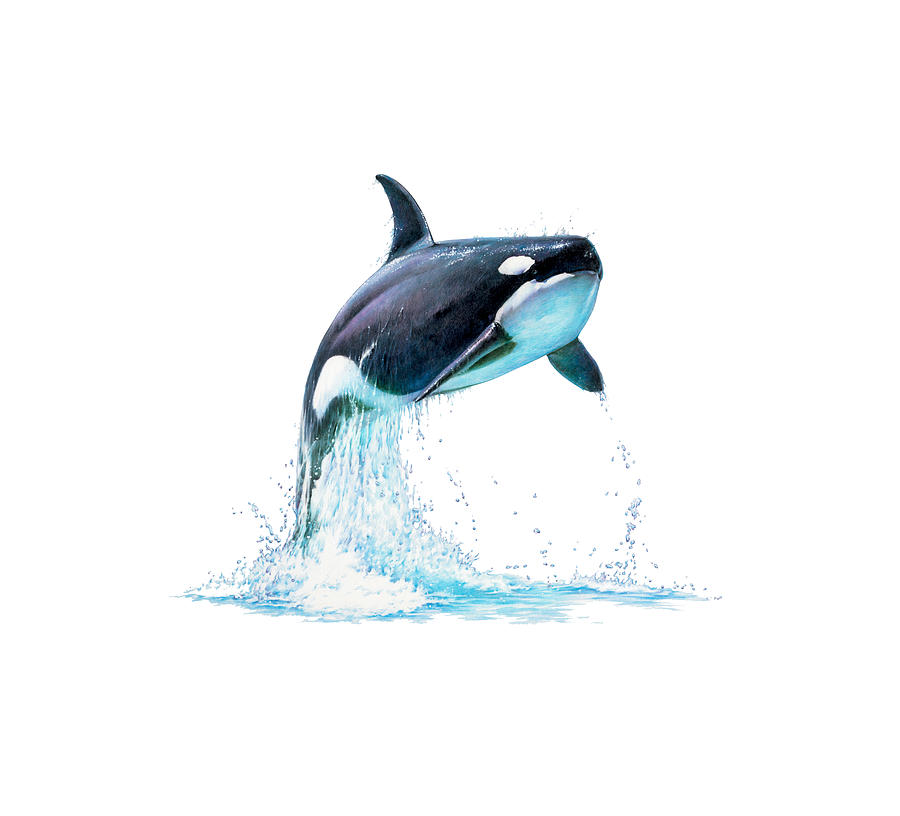 Cute and Adorable Fluffy Baby Killer Whale · Creative Fabrica