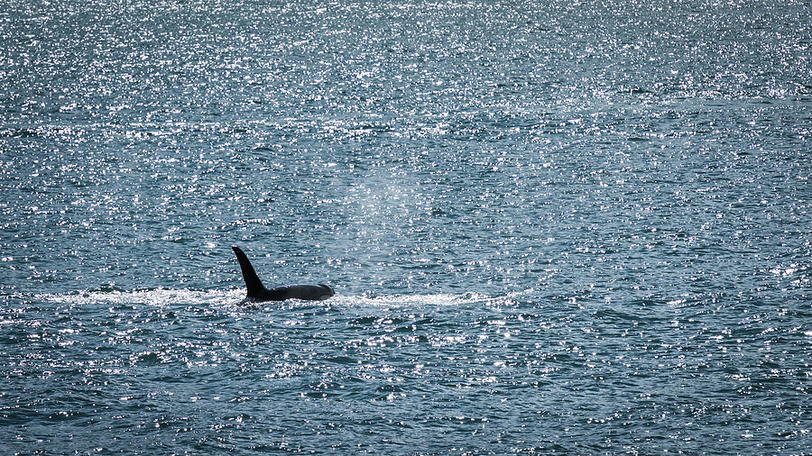 Orca Whale Photograph by Travel Quest Photography