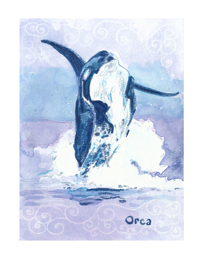 Orca Zooly 2019 Drawing
