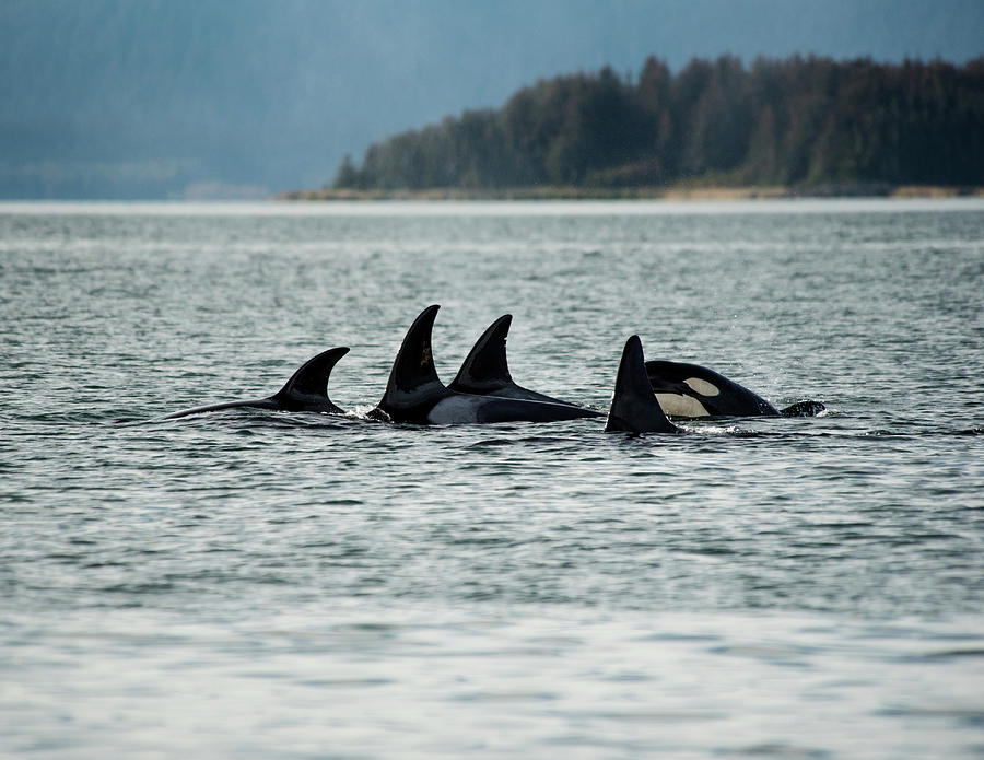 Orcas Photograph by David Kirby