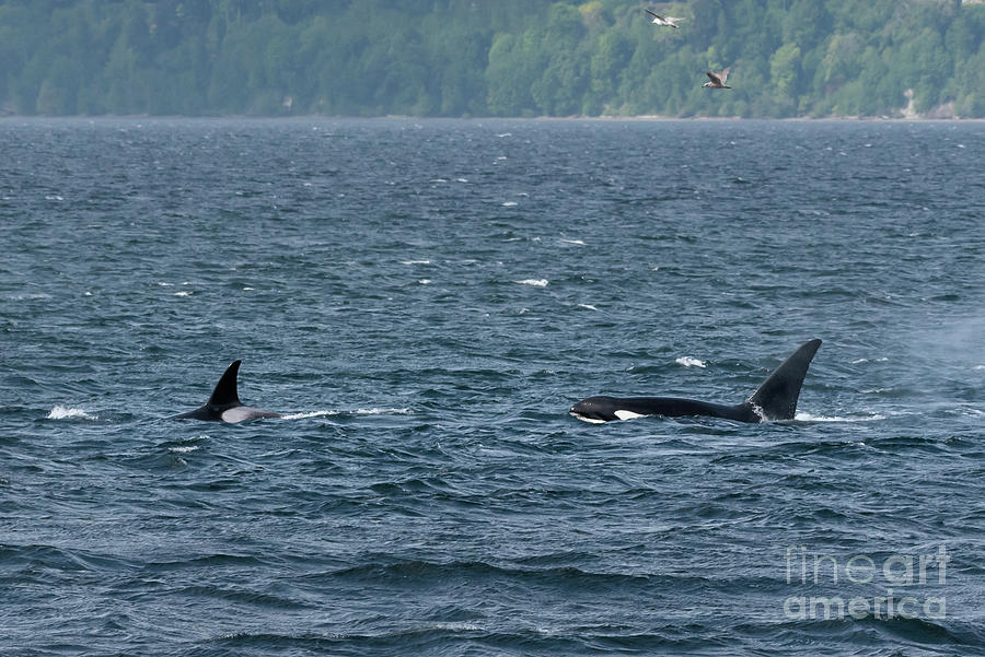 Spring Photograph - Orcas Hunting in Puget Sound #2 by Nancy Gleason