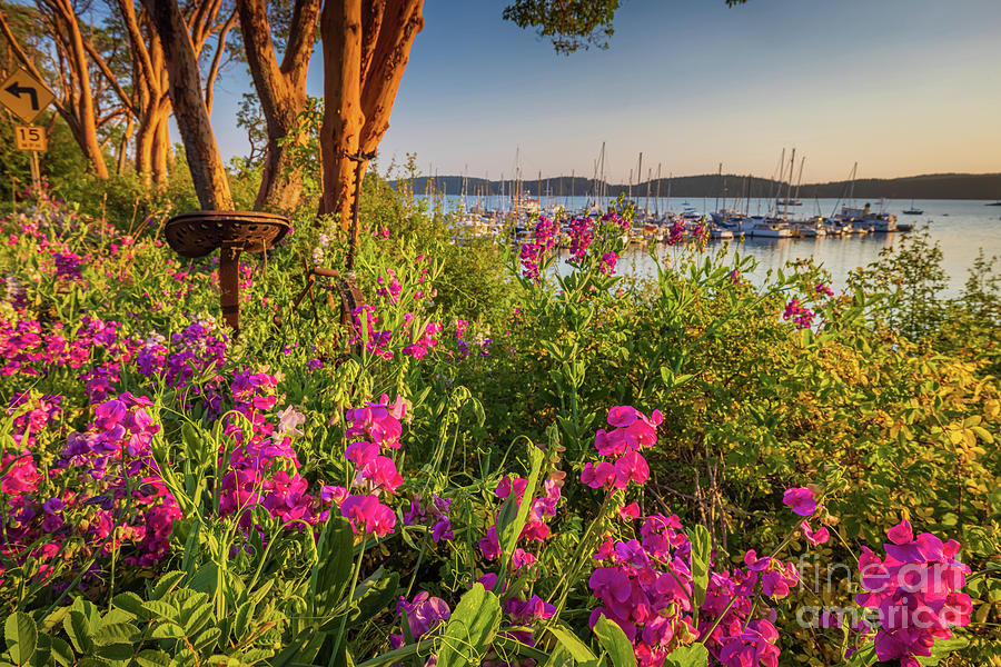 Orcas Island Sweet Peas Photograph by Inge Johnsson