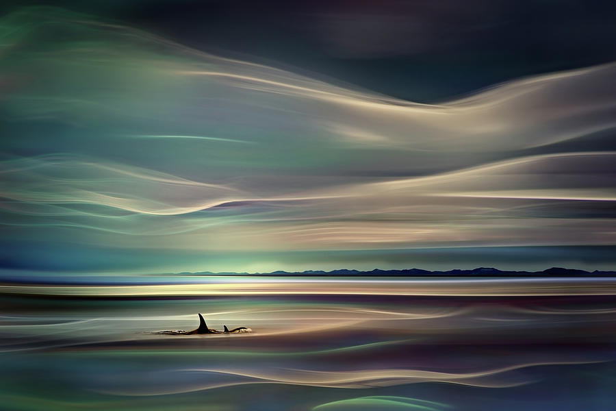 Orcas Photograph by Ursula Abresch Orcas Photograph by Ursula Abresch