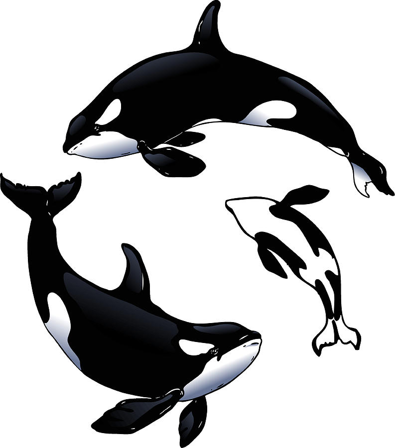 Orcas Drawing by XonkArts