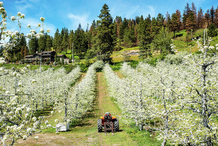 Orchard and Tractor Photograph by Tom Cochran