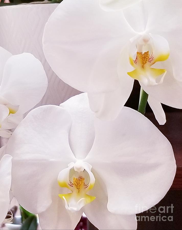 Orchid Blooms Photograph