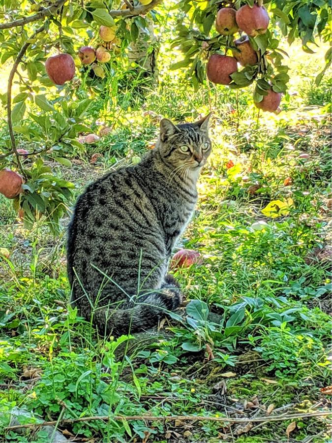 jelly cat orchard