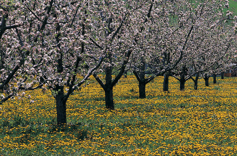 Orchard Photograph by Digital Vision.