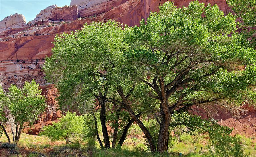 Tree Photograph - Orchard in Capital Reef by Horst Duesterwald