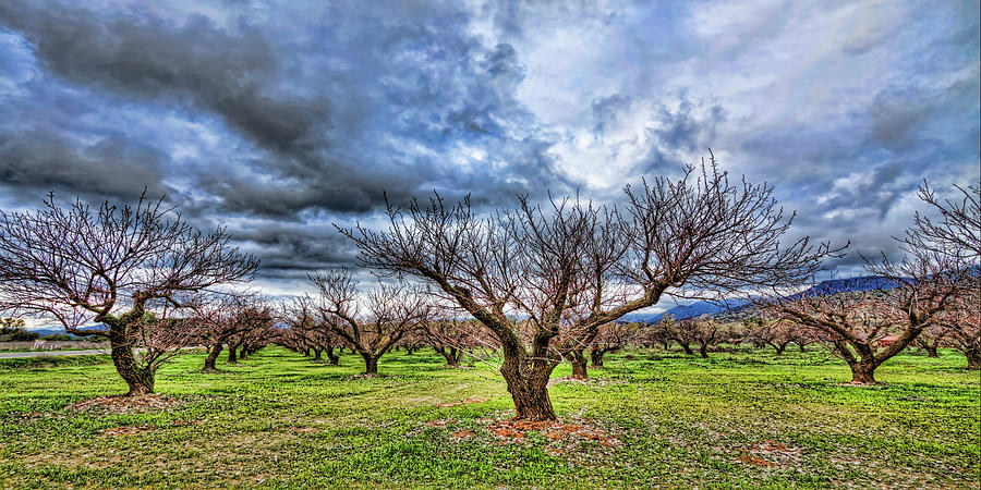 Orchard In Winter Photograph by Lachlan Kay | Fine Art America