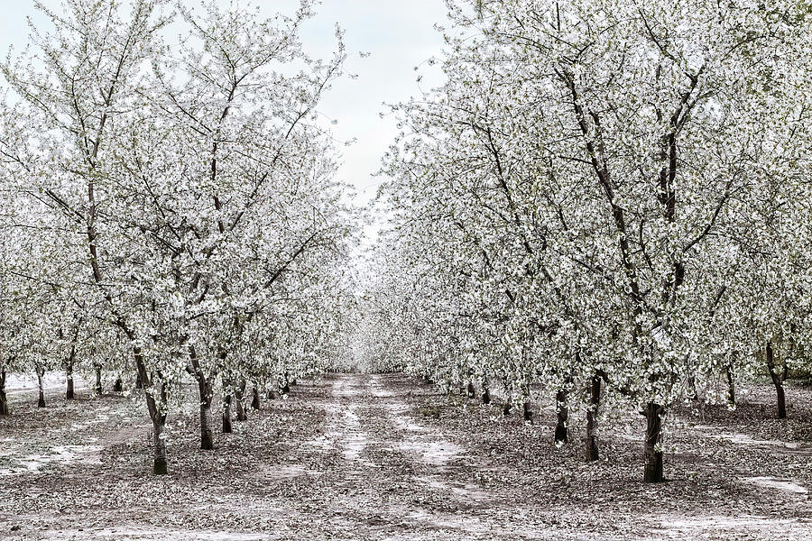 Orchard Lane Photograph by Kathi Mirto