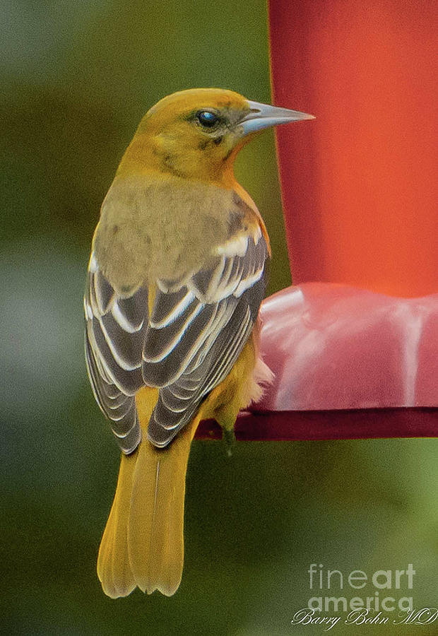 Orchard Oriole 3 Photograph by Barry Bohn