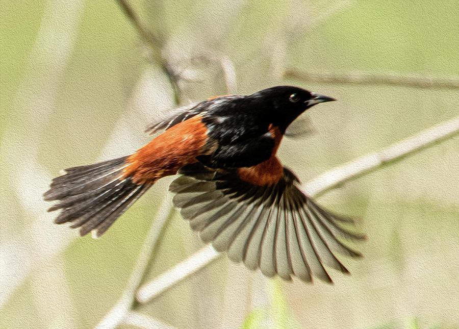 Orchard Oriole Photograph