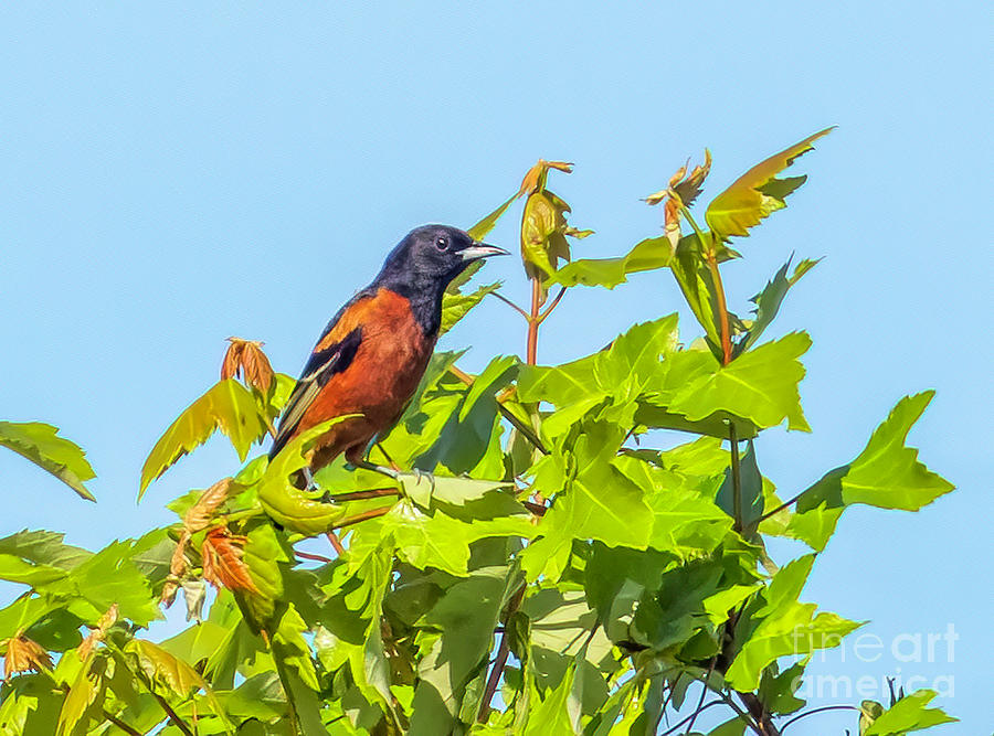 Orchard Oriole Photograph by Michelle Tinger