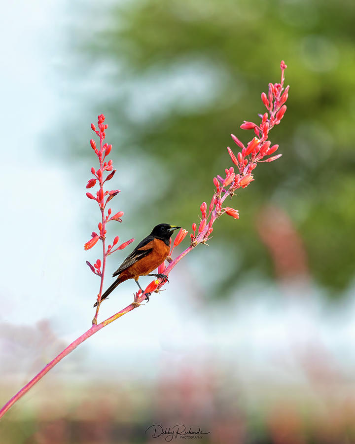 Orchard Oriole on Red Yucca 2 Photograph by Debby Richards