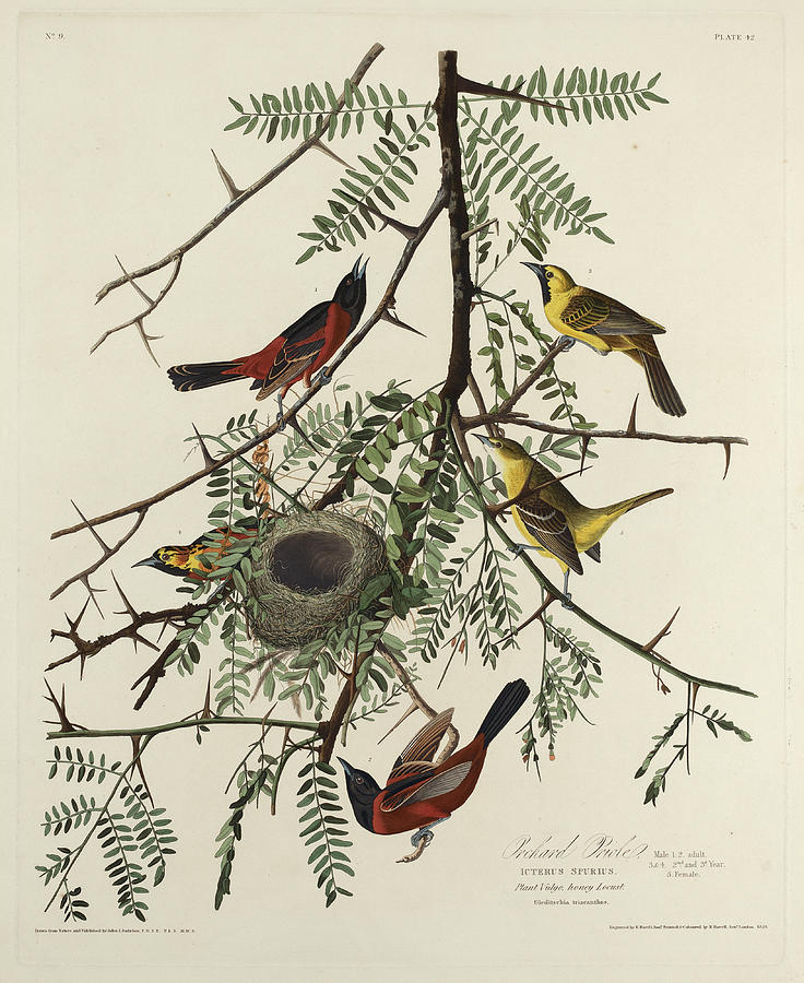 Orchard Oriole Drawing by Robert Havell