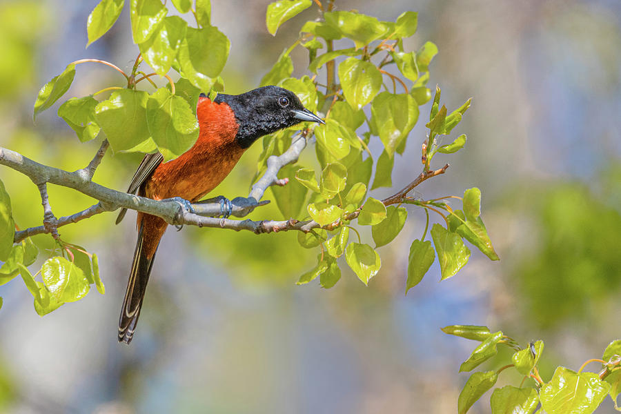 Orchard Oriole Photograph by Sheen Watkins