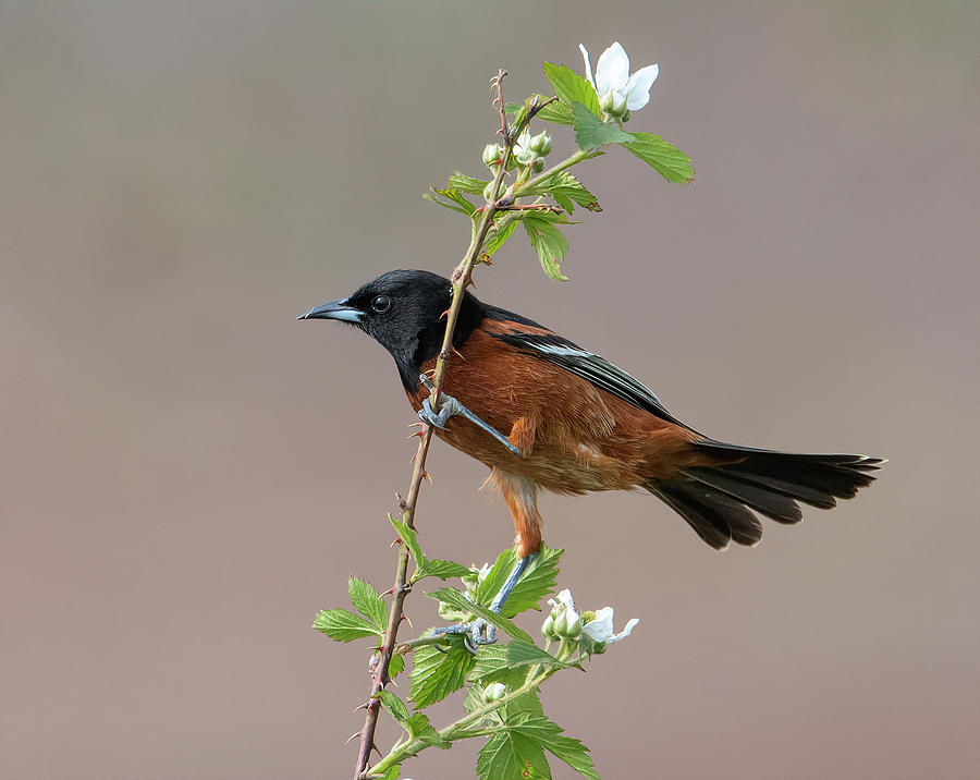 Orchard Oriole Photograph by Wade Aiken