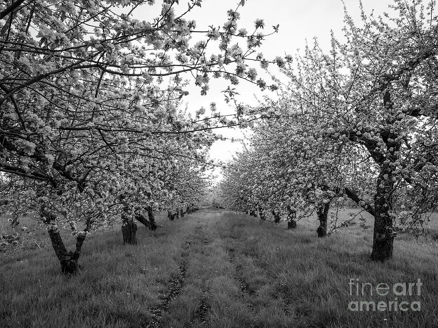 Orchard Path Photograph by Christopher Wentworth - Fine Art America