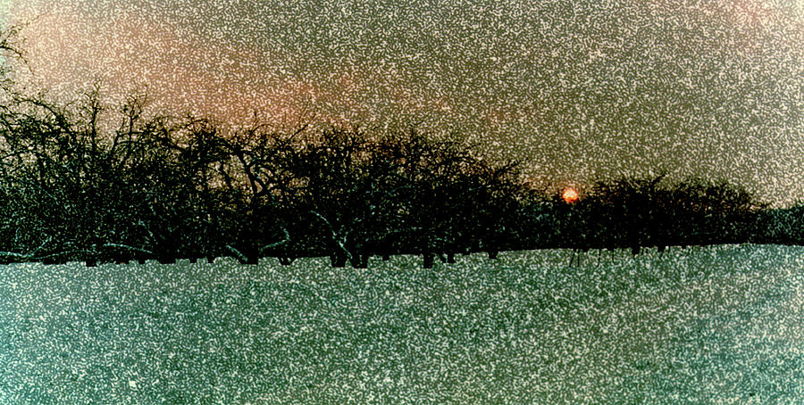 Orchard Sunset Photograph by Wayne King