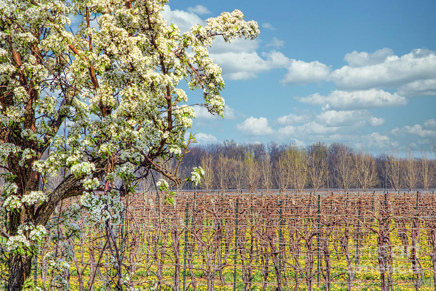 Orchard vs Vineyard Photograph by Marilyn Cornwell