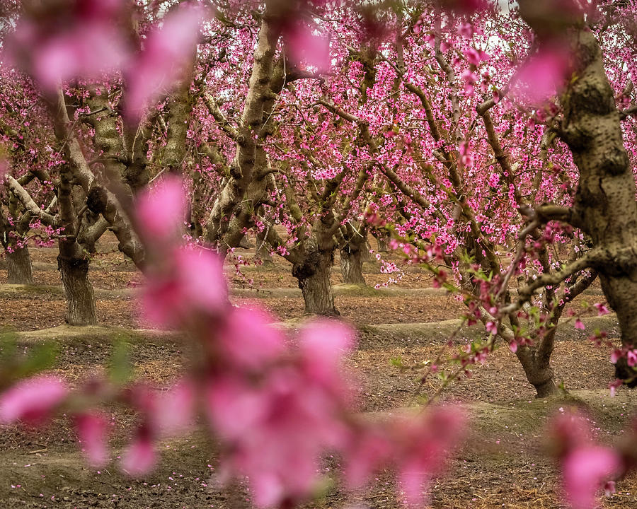 Orchard With Pink Blossoms Photograph by Elvira Peretsman